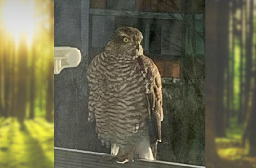 Der Vogel saß mehrere Stunden auf dem Balkongeländer.