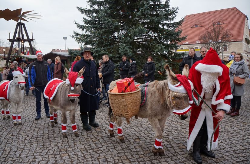 Der Weihnachtsmann kommt mit seinen Weihnachtseseln nach Großräschen.