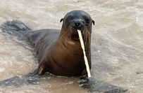 Unglaubliche Flora und Fauna der Galapagos Inseln.