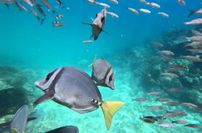 Unglaubliche Flora und Fauna der Galapagos Inseln.