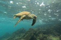 Unglaubliche Flora und Fauna der Galapagos Inseln.