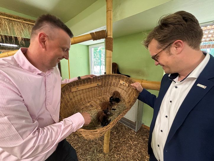 Drei super süße Vari-Babys, die mit ihren Kulleraugen auch Bürgermeister Andreas Pfeiffer  (r.) und WBS Tierparkchef Tino Jörke bezaubern. Mit den Halbaffen-Drillingen gehört der Tierpark Senftenberg zu den erfolgreichsten in der schwierigen Vari-Nachzucht.