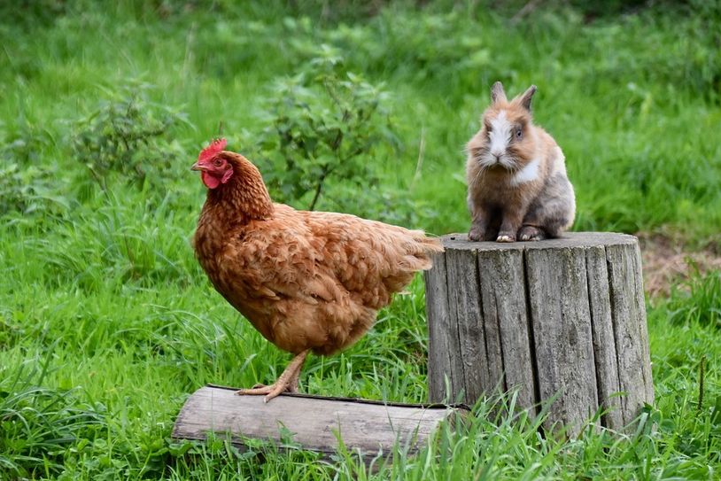 Die Rassevielfalt zu den Freilandschauen zeigt sowohl Geflügel als auch Kaninchen.  Foto: pixabay
