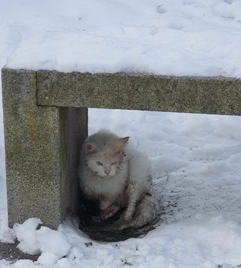 Wilde Katzen haben es im Winter schwer und leiden. Diese wurde jetzt in Senftenberg aufgelesen. Foto: Verein