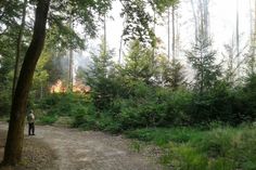 Bei der Brandkatastrophe im Sommer im Nationalpark Sächsische Schweiz gingen durch die Trockenheit und den Funkenflug selbst Mischwälder mit jungen Laubbäumen in Flammen auf.