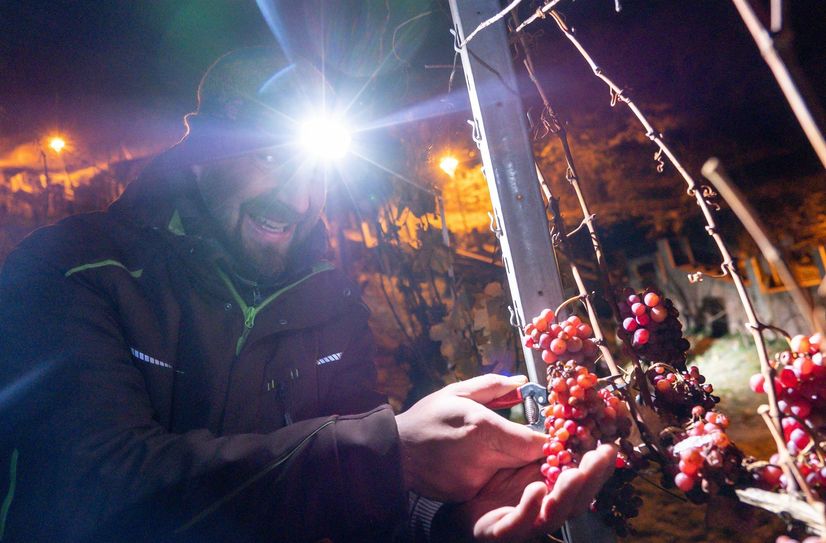 Wackerbarths Weinbauleiter Till Neumeister erntet bei minus sieben Grad im Goldenen Wagen gefrorene Traminer-Trauben.
