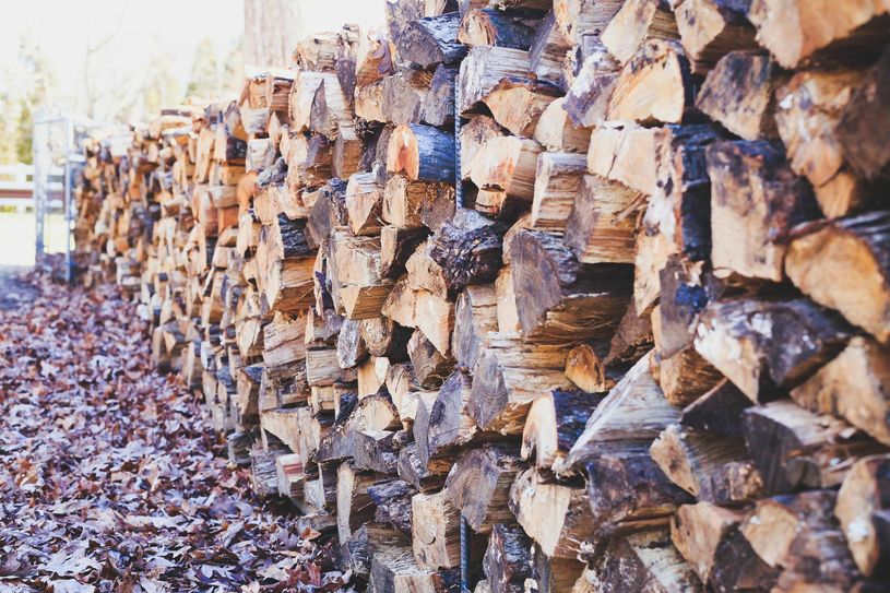 Herumliegendes Holz ist ein Paradies für Schädlinge. Foto: Pexels