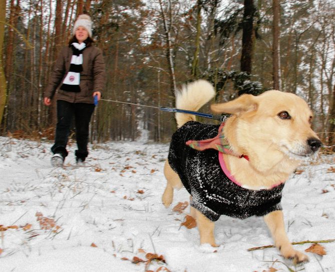 In Brandenburgs Wäldern gehören Hunde noch an die Leine - egal ob große oder kleine. Mischlingshündin Alina und ihr Frauchen Juliane fürchten aber weder böse Wölfe, noch die zahlreichen Monster-Windmühlen im oder am Chransdorfer Forst. Foto: sts
