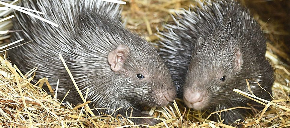 Drei Wochen alter Stachelschwein-Nachwuchs.