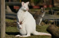 Ebenso wie die Känguru-Dame Schneeflöckchen hat auch der Nachwuchs weißes Fell.