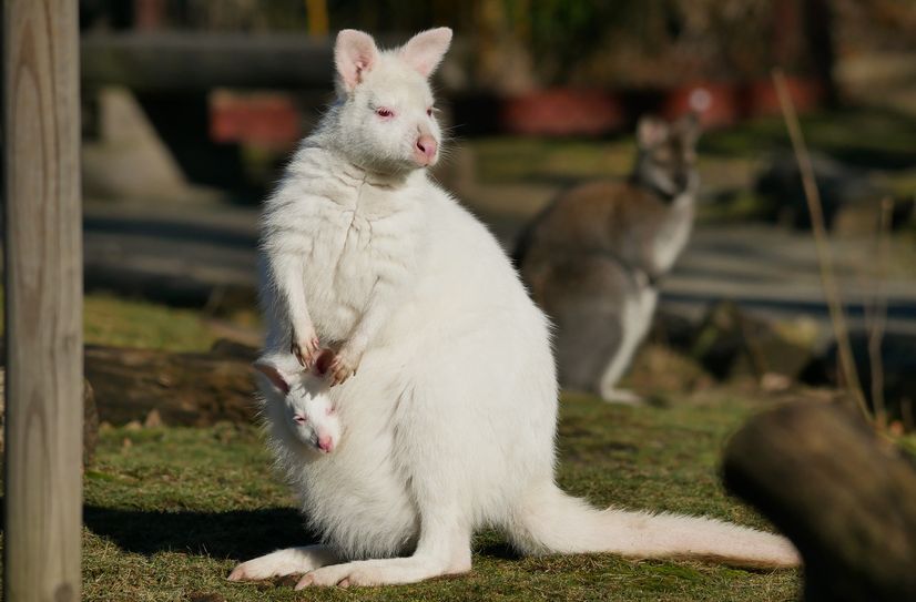 Ebenso wie die Känguru-Dame Schneeflöckchen hat auch der Nachwuchs weißes Fell.