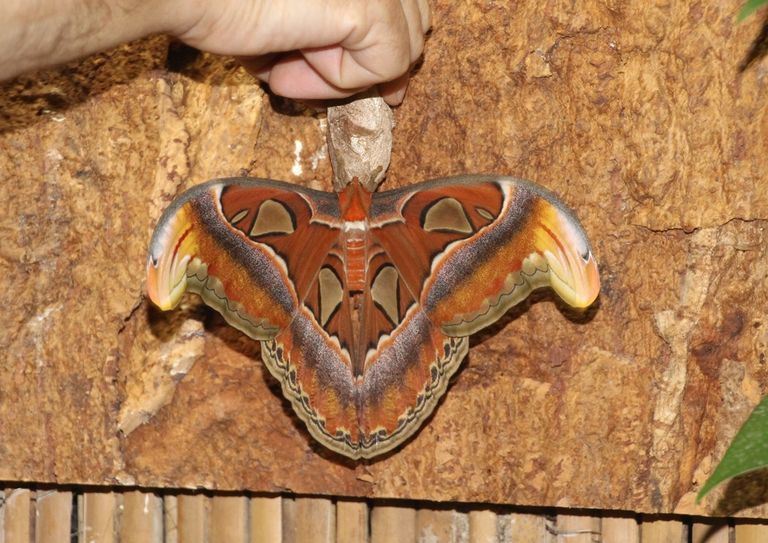 Eindrücke aus dem Jonsdorfer Schmetterlingshaus. Fotos: Keil