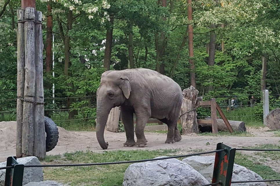 Einer der Elefanten aus dem Cottbuser Tierpark. Foto:asl