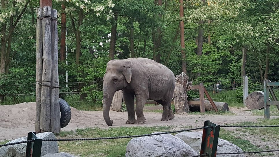 Einer der Elefanten aus dem Cottbuser Tierpark. Foto:asl
