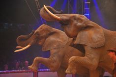 Elefantendamen Sandra (37) und Citta (30), letztere kann sogar rechnen.