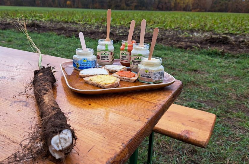 Die Meerrettichernte im Spreewald ist gestartet.