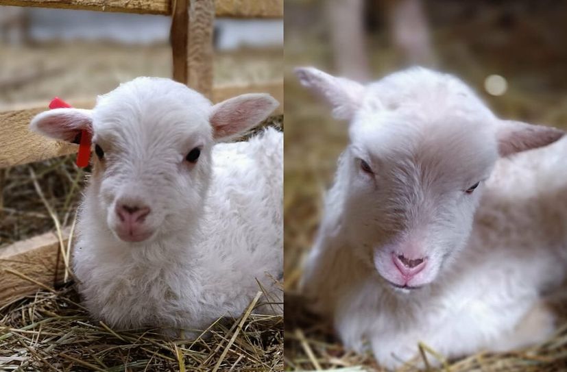 Im Schafstall in Förstgen »purzeln« aktuell die Lämmer. Passend dazu gibt’s am 28. März um 
13 Uhr eine Exkursion zur Wiese und den Osterlämmern.