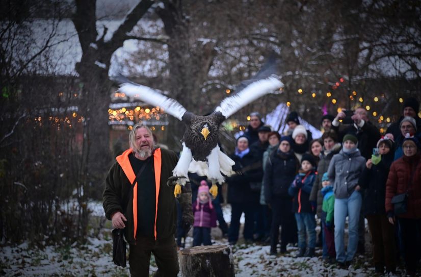 Auch Falkner-Vorführungen gehören zur Wildweihnacht dazu.