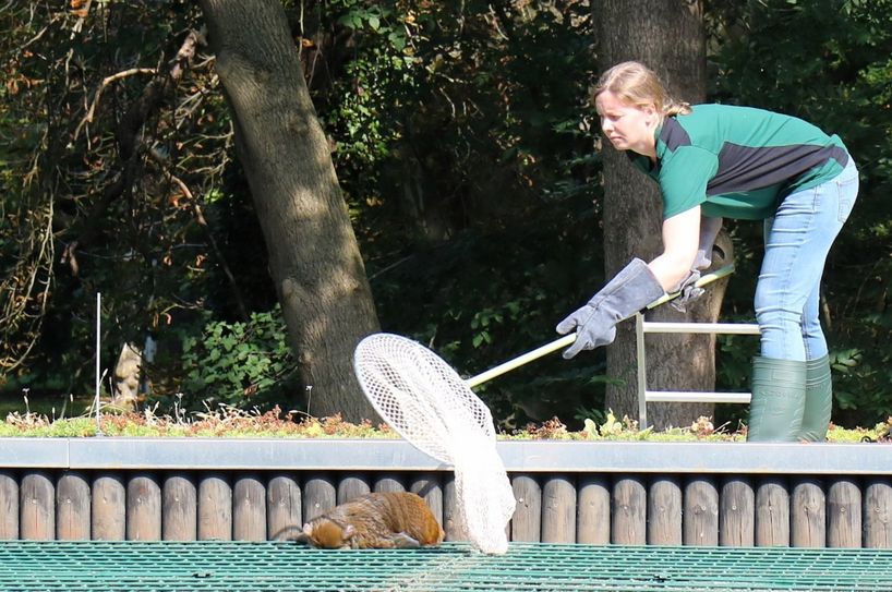Als der Affe in Narkose lag, konnte Tierparkleiterin Janina Kraemer mit dem Kescher beherzt zufassen.