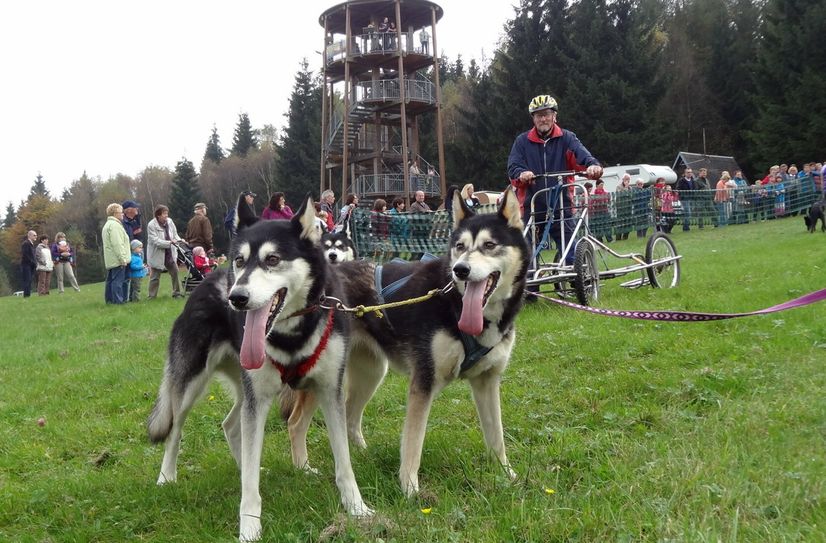 Die Vierbeiner warten schon ungeduldig auf ihre ersten Trainingsläufe.