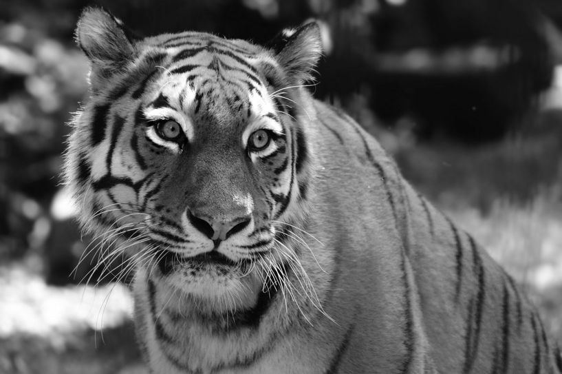 Tiegerin Irina musste aufgrund eines akuten Nierenversagens eingeschläfert werden. Foto: Zoo Hoyerswerda