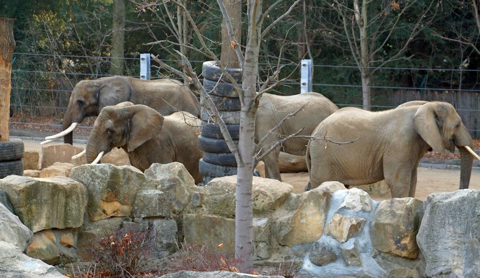 Elefantengruppe / Foto: Zoo Dresden