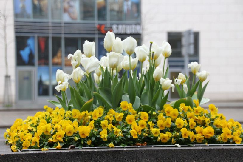 Foto: Pönisch