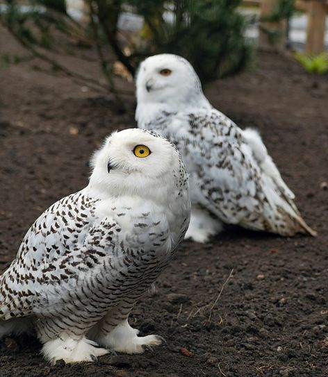 Foto: PR / Zoo Hoyerswerda