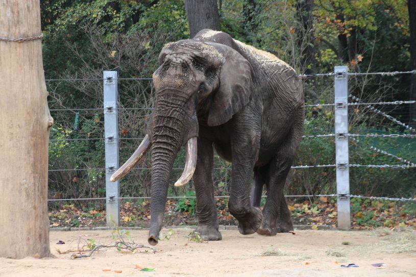 Tongas erster Ausflug heute (11. November) auf der Außenanlage des Afrikahauses im Dresdner Zoo. Fotos: David Müller