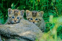 Das Leben der Wildkatzen wird aktuell in einer Ausstellung im Tierpark beleuchtet. Foto: BUND