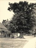 Alte Linde vorm Bieligk’schen Haus.
