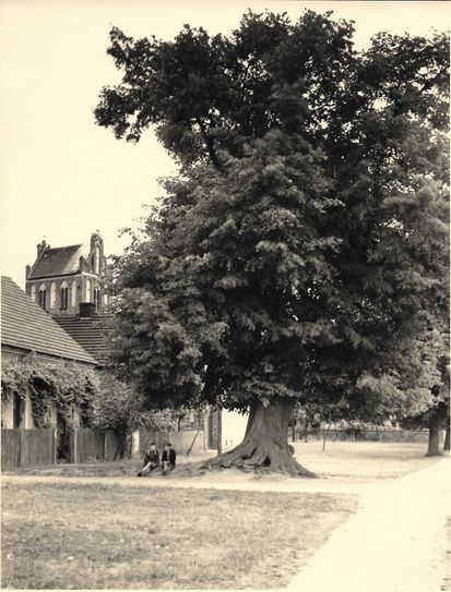 Alte Linde vorm Bieligk’schen Haus.