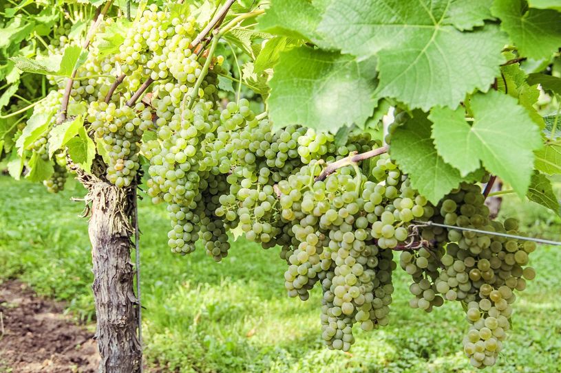 Aus solchen Solaris-Trauben der Weinlage Juchhöhschlösschen hat das Gut Pesterwitz einen Spitzenwein gekeltert, der bei der Landesweinprämierung als Bester Wein Sachsens 2020 gekürt wurde. Foto: Pönisch
