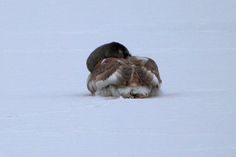 Der will doch nur entspannen: Dieser Schwan, und vermutlich auch einige Artgenossen, sorgten in den letzten Tagen für Aufregung unter einigen Einwohnern der Stadt. Vollkommen zu unrecht, wie Feuerwehr und Stadtverwaltung mitteilen. Foto: Stadt CB