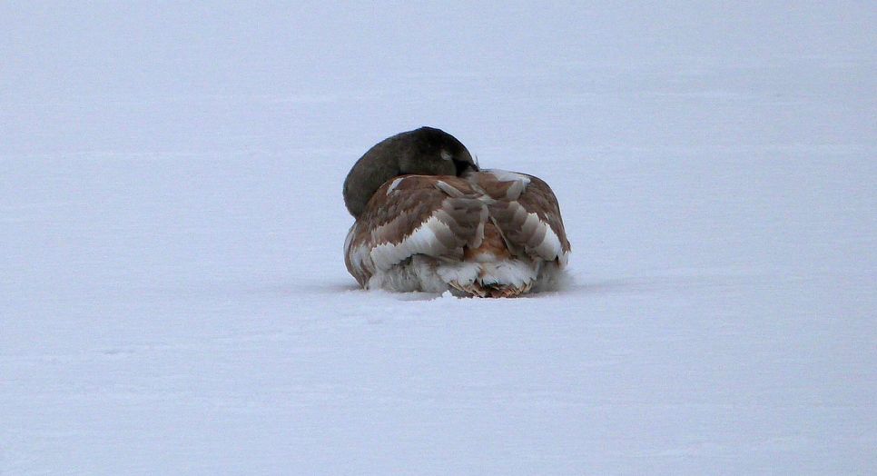 Der will doch nur entspannen: Dieser Schwan, und vermutlich auch einige Artgenossen, sorgten in den letzten Tagen für Aufregung unter einigen Einwohnern der Stadt. Vollkommen zu unrecht, wie Feuerwehr und Stadtverwaltung mitteilen. Foto: Stadt CB