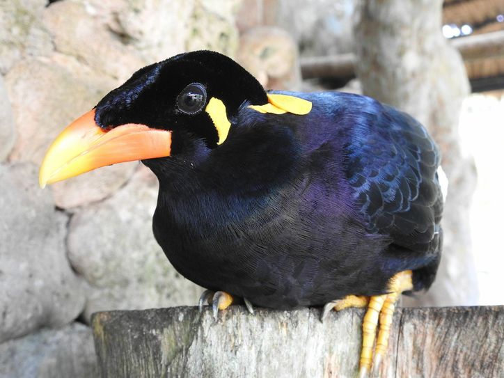 Der Beo ist das Zootier des Jahres 2020. Foto: ZdJ/Bruslund