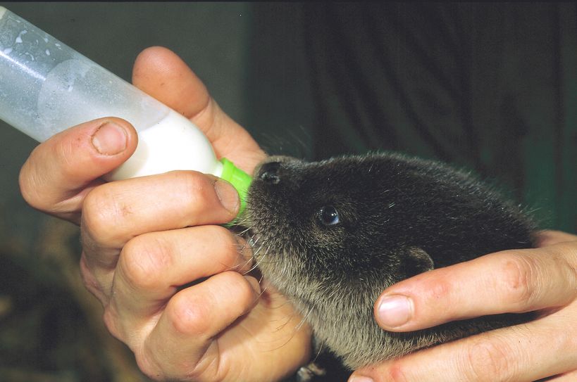 Fischotter in der Wildtierauffangstation des Naturschutz-Tierparks Görlitz-Zgorzelec. Foto: www.zoo-goerlitz.de