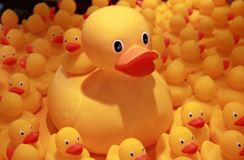 Es werden zahlreiche Renn-Enten erwartet.