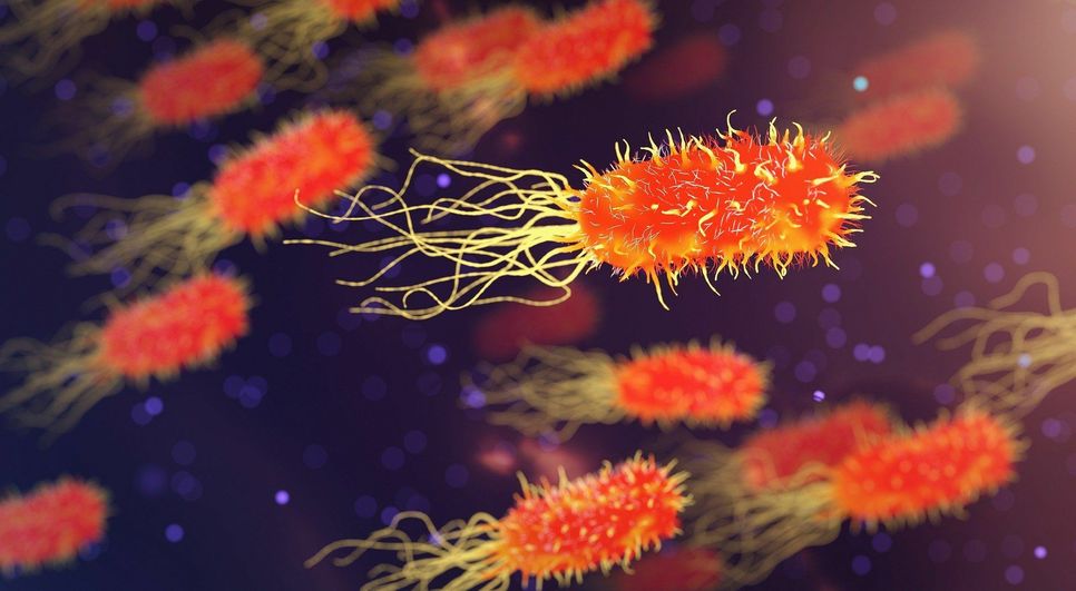 Während der Kinderuni „Sind Bakterien kleine Monster?“ gibt die Referentin einen ersten Einblick in die Welt der Mikrobiologie und legt unter anderem dar, dass nur die wenigsten Bakterien krank machen. Foto: Pixabay/Arek Socha