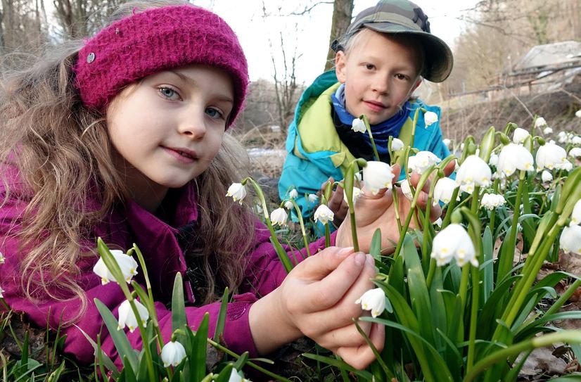 Helena (7) und Frederik (8) aus Dresden haben es sich im Polenztal auf einer Wiese bequem gemacht und bewundern die Märzenbecherblüte.