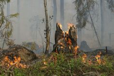 Die Waldbrandgefahr steigt mit den warmen Temperaturen wieder an.