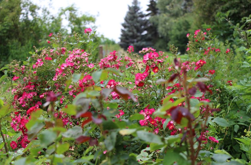 Während der Tage der offenen Gärten können Gartenbesitzer ihre Tore öffnen und mit Gleichgesinnten ins Gespräch kommen.