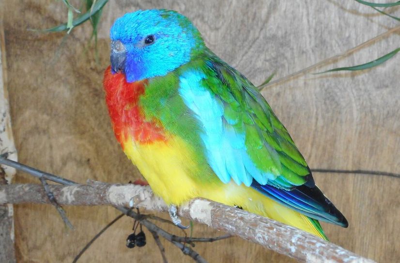 Bei der bunten Vogelschau ist für jeden Vogelfreund was dabei.