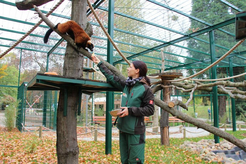 Der Tierpark Senftenberg hat mit dem Variland seit 2020 eine neue Attraktion. Im begehbaren Außengehege tummeln sich Rote Varis und Kattas. Hier lockt Tierpflegerin Bianca Otto einen Roten Vari an. Fotos: Archiv/sts