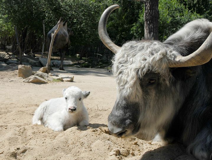 Kalb Karpo mit Vater Tornado. Foto: zoo-goerlitz.de,  C.Hammer