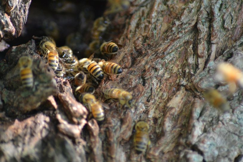 100 Bienen-Arten sind im Stadtgebiet zuhause. Foto: pixabay