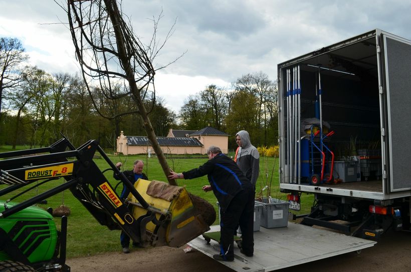 Stiftungs-Gärtner helfen mit beim Verladen der bis zu sieben Meter hohen Parkbäume aus der Branitzer Baumuniversität. Foto: Claudius Wecke.