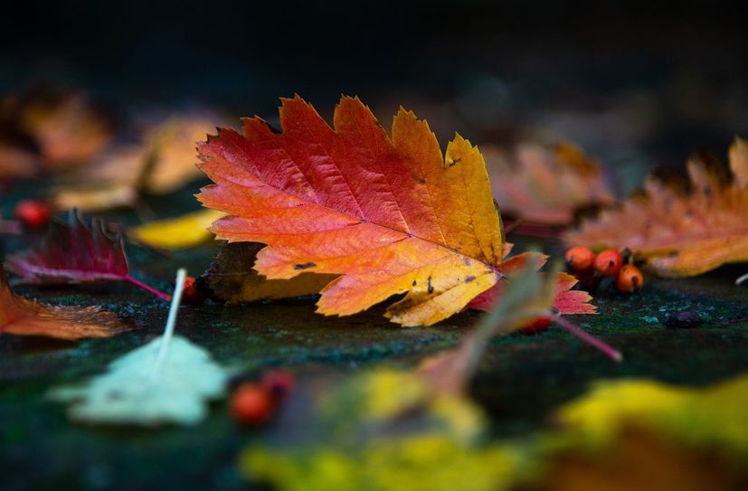 Das bunte Herbstlaub ist schön anzusehen, wird auf Gehwegen aber schnell zur Unfallquelle.