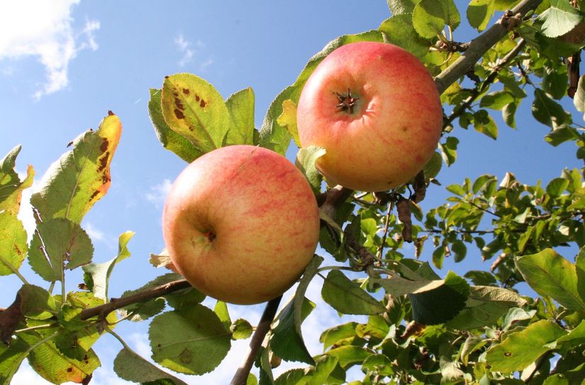 Am 11. Juli soll es ein »Gespräch unterm Apfelbaum« im Gemeindegarten der Nikolaikirche am Kirchplatz 3 in Lübbenau geben.