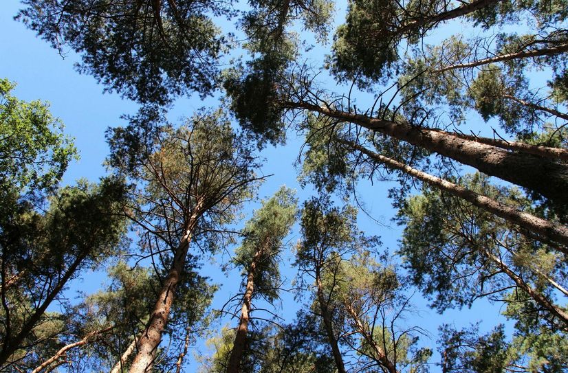 Hinter dem Baumpflanz-Projekt stehen das IBZ, die Stiftung Wald für Sachsen und die Oberlausitz-Stiftung. Auch die Sparkasse Oberlausitz-Niederschlesien ist als Partner mit im Boot.